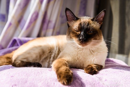 Master Your Cat’s Communication: 6 Expert Tips to Speak Their Language