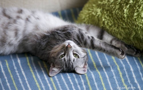Master Your Cat’s Communication: 6 Expert Tips to Speak Their Language