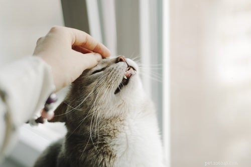 Master Your Cat’s Communication: 6 Expert Tips to Speak Their Language