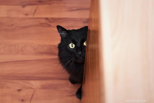 Master Your Cat’s Communication: 6 Expert Tips to Speak Their Language