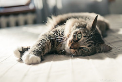 Master Your Cat’s Communication: 6 Expert Tips to Speak Their Language