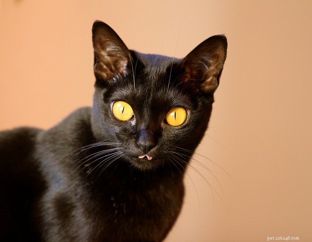 The 10 Most Dog-Friendly Cat Breeds for Harmonious Homes