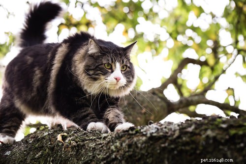 The 10 Most Dog-Friendly Cat Breeds for Harmonious Homes