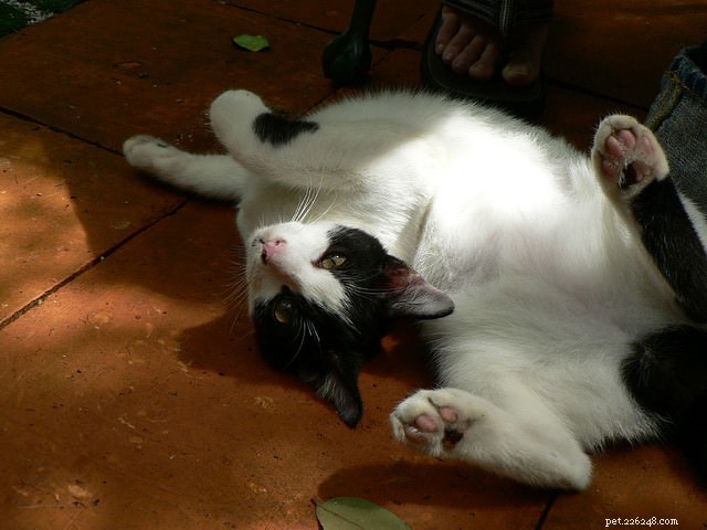The 10 Most Dog-Friendly Cat Breeds for Harmonious Homes