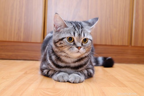 The 10 Most Dog-Friendly Cat Breeds for Harmonious Homes