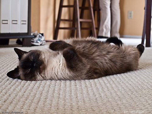 The 10 Most Dog-Friendly Cat Breeds for Harmonious Homes