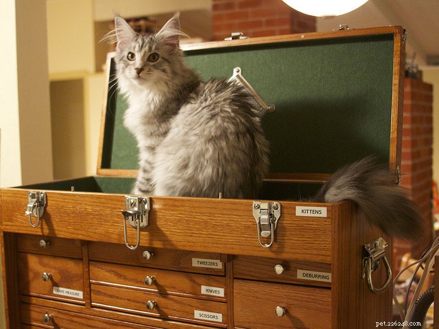 The 10 Most Dog-Friendly Cat Breeds for Harmonious Homes
