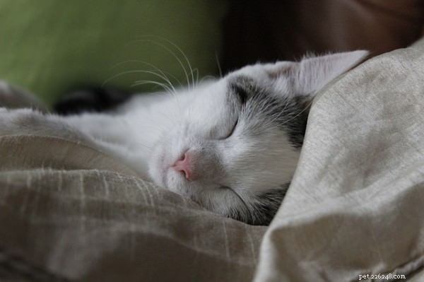 Coping With the Loss of Your Beloved Cat: Compassionate Ways to Heal