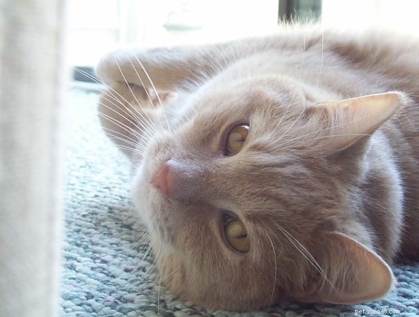 The 10 Most Dog-Friendly Cat Breeds for Harmonious Homes