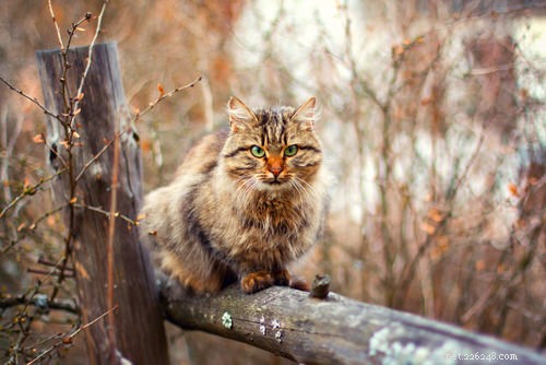 The 10 Most Dog-Friendly Cat Breeds for Harmonious Homes