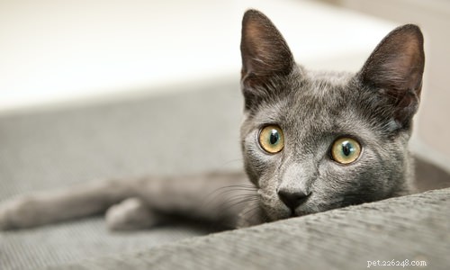 Top 5 Cat Breeds That May Not Be Ideal for Families with Children