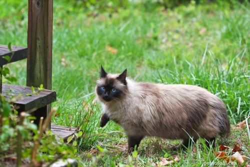 Top 5 Cat Breeds That May Not Be Ideal for Families with Children