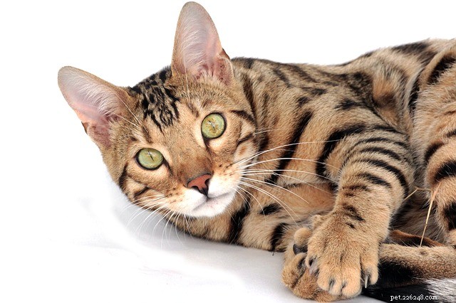 10 Active Cat Breeds That Love Playtime and Family Fun