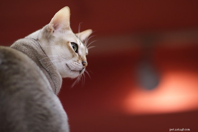 Top 5 Cat Breeds That May Not Be Ideal for Families with Children
