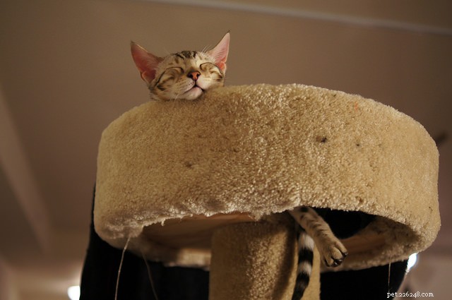 Top 5 Cat Breeds That May Not Be Ideal for Families with Children