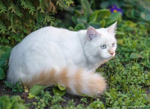 Top 5 Cat Breeds That May Not Be Ideal for Families with Children
