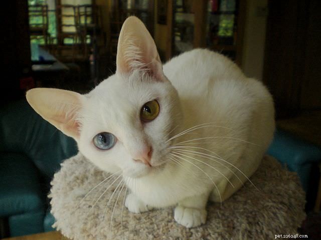 10 Active Cat Breeds That Love Playtime and Family Fun