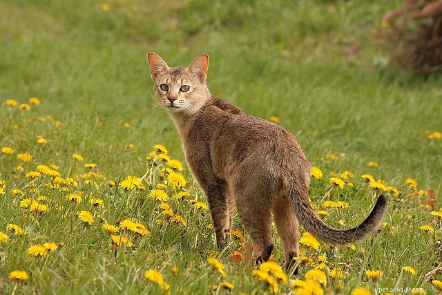 10 Active Cat Breeds That Love Playtime and Family Fun