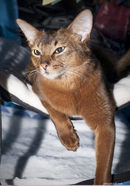 10 Active Cat Breeds That Love Playtime and Family Fun