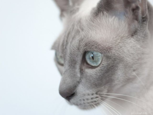 10 Active Cat Breeds That Love Playtime and Family Fun