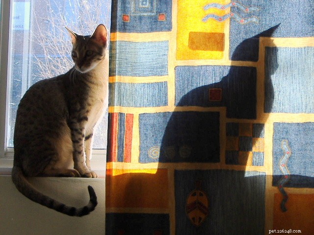 10 Active Cat Breeds That Love Playtime and Family Fun