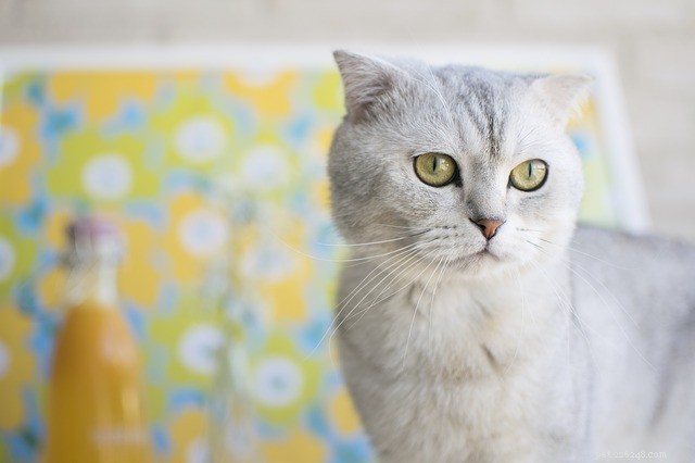 10 Active Cat Breeds That Love Playtime and Family Fun