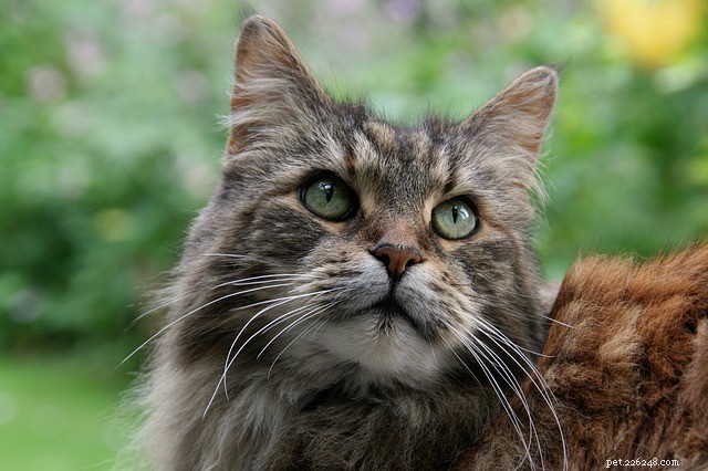 10 Active Cat Breeds That Love Playtime and Family Fun
