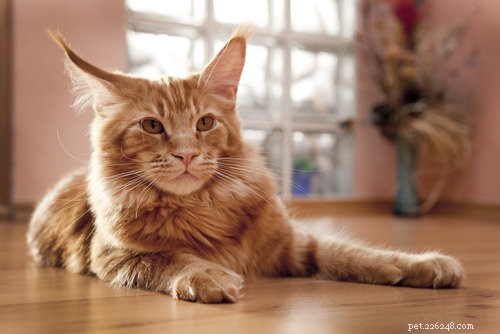 Discover the 10 Cat Breeds Perfect for Families with Children