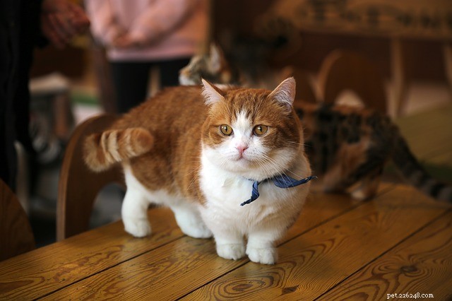 10 Active Cat Breeds That Love Playtime and Family Fun