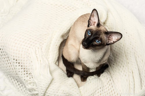 Discover the 10 Cat Breeds Perfect for Families with Children