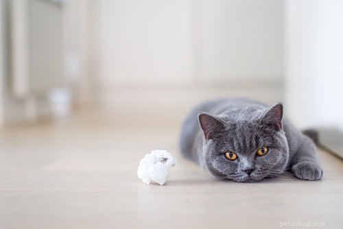 Discover the 10 Cat Breeds Perfect for Families with Children