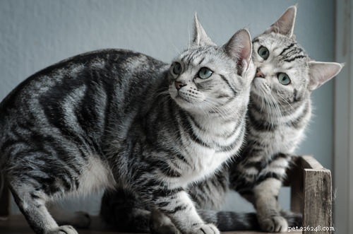 Discover the 10 Cat Breeds Perfect for Families with Children