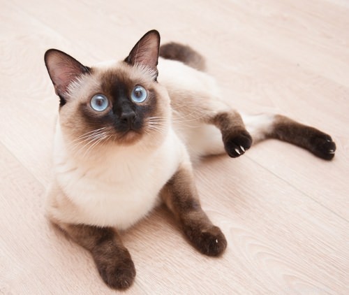 Discover the 10 Cat Breeds Perfect for Families with Children