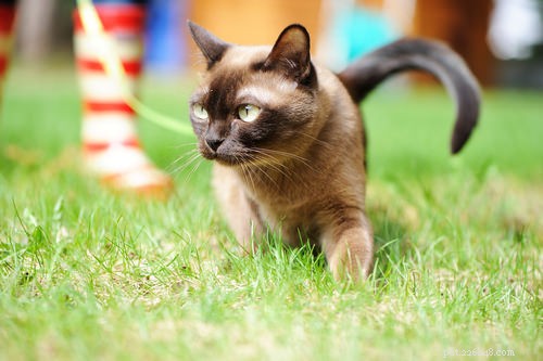 Discover the 10 Cat Breeds Perfect for Families with Children