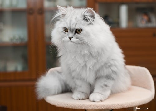 Discover the 10 Cat Breeds Perfect for Families with Children