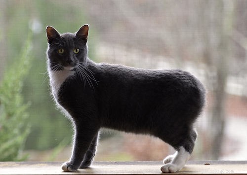 Discover the 10 Cat Breeds Perfect for Families with Children