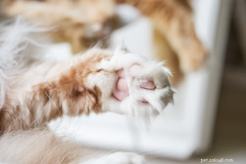 10 Clear Signs Your Cat Shows Affection