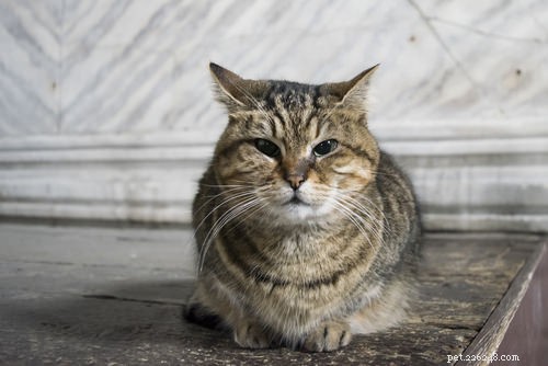 10 Clear Signs Your Cat Shows Affection