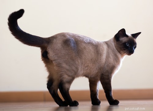 10 Clear Signs Your Cat Shows Affection