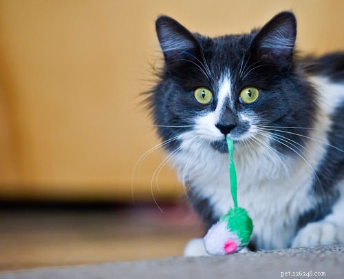 10 Clear Signs Your Cat Shows Affection