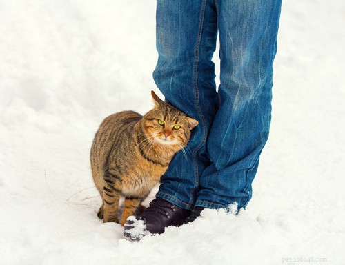 10 Clear Signs Your Cat Shows Affection
