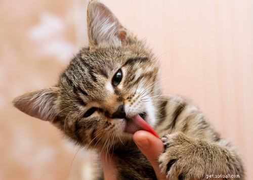 10 Clear Signs Your Cat Shows Affection