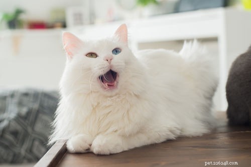 10 Clear Signs Your Cat Shows Affection