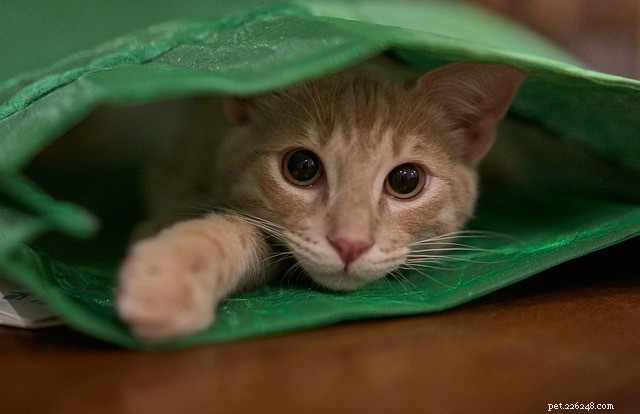 Ensuring Your Cat’s Happiness: Expert Tips from a Veterinarian