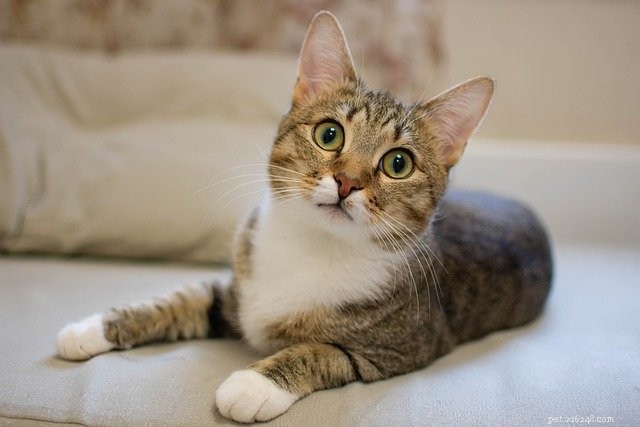 Ensuring Your Cat’s Happiness: Expert Tips from a Veterinarian