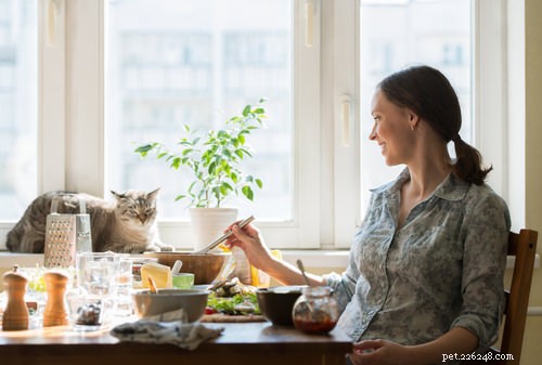 10 Clear Signs Your Cat Shows Affection