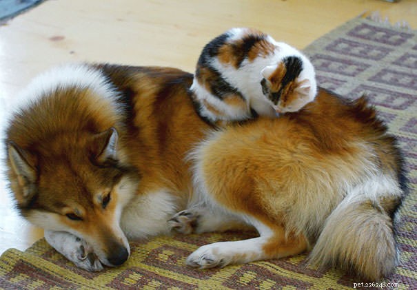 10 Cats Who Prefer Their Dogs Over Pillows