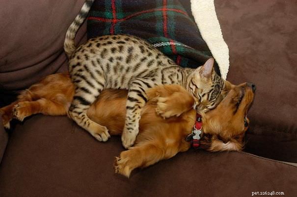 10 Cats Who Prefer Their Dogs Over Pillows