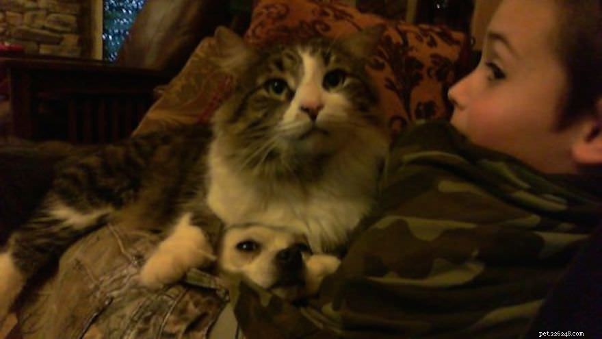 10 Cats Who Prefer Their Dogs Over Pillows