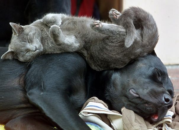 10 Cats Who Prefer Their Dogs Over Pillows